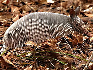 9 Banded Armadillo