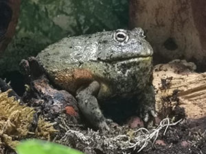 African Bullfrog