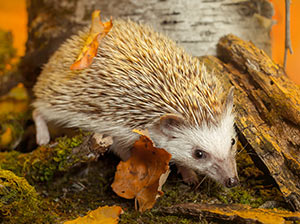 African Pygmy Hedgehog