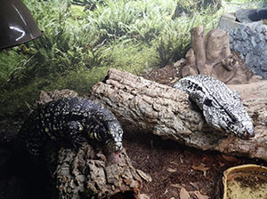 Argentine Blue Tegu