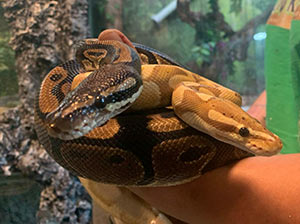 Ball Python