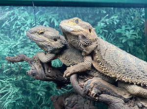 Bearded Dragon