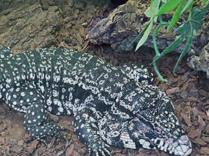 Black & White Tegu
