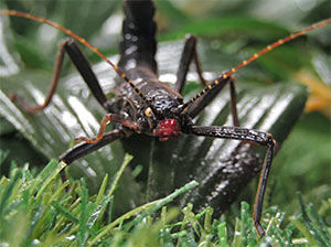 Black Beauty Stick Insect
