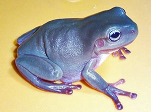 Blue-Eyed White's Tree Frog