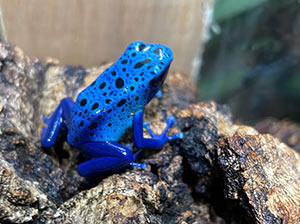 Blue Poison Dart Frog