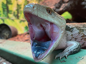 Blue Tongue Skink