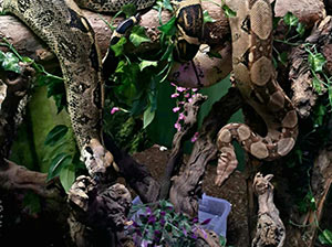 Boa Constrictor