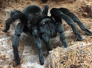 Brazilian Black Tarantula