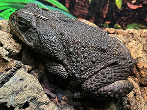 Cane Toad