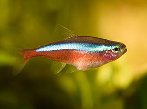 Cardinal Tetra