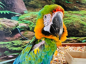 Catalina Macaw