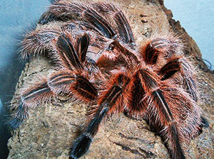 Chilean Rose Tarantula