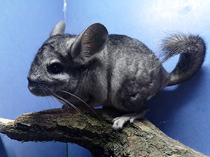 Chinchilla