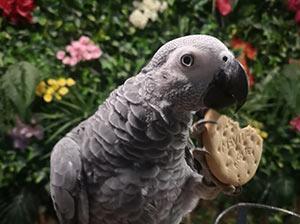 Congo African Grey Parrot
