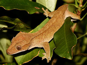 Crested Gecko