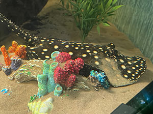 Diamond Back Stingray