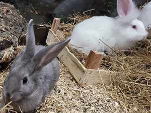 Domestic Rabbit