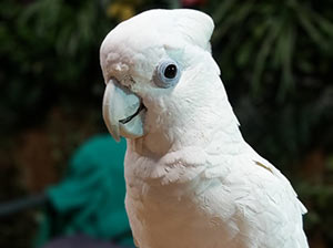 Ducorps'S Cockatoo