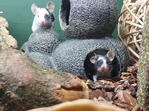 Fancy Mice