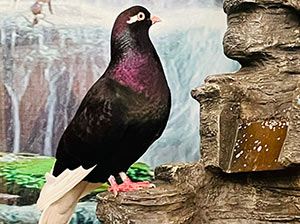 Fancy Pigeon