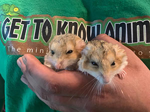 Fat Tail Gerbils