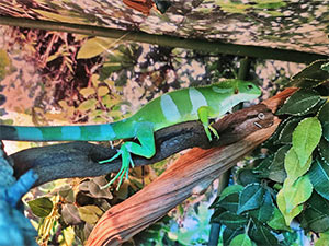 Fiji Iguana