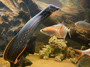Fire Eel