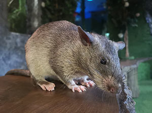 Gambian Pouch Rats