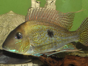 Geophagus sveni