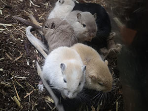 Gerbil