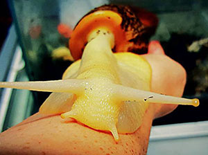 Giant African Landsnails