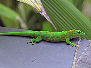 Giant Madagascan Day Gecko
