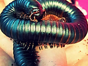 Giant Millipede