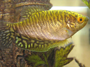 gold gOurami