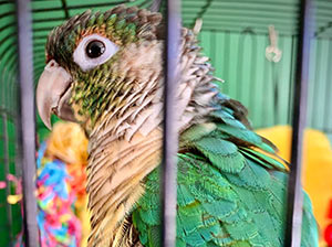 Green Cheek Conure