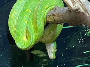 Green Tree Python