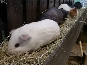 Guinea Pig