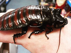Hissing Cockroach
