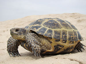 Horsfield Tortoise
