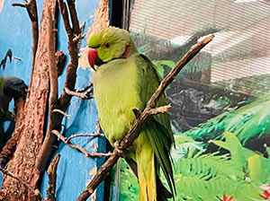 Indian Ringneck Parakeet