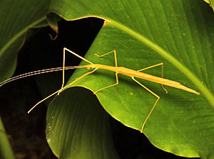 Indian Walking Stick Insects