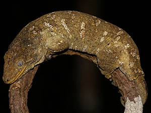 Leach's Giant Gecko