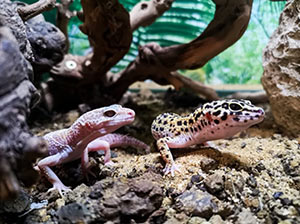 Leopard Gecko