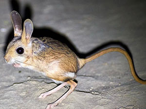 Lesser Egyptian Jerboa