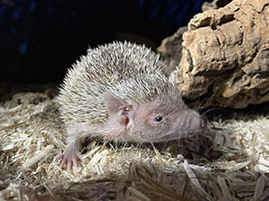 Lesser Tenrec