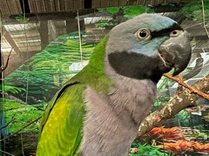 Lord Derby's Parakeet