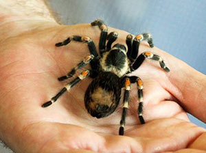 Mexican Red Knee Tarantula