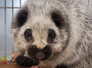 Northern Luzon Giant Cloud Rat