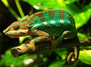 Panther Chameleon
